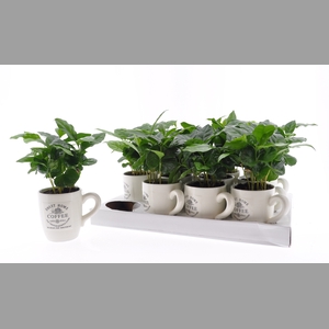 COFFEA ARABICA