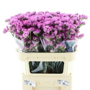 LIMONIUM SINUATUM 'SUNDAY PINK'