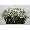 Limonium Sinuatum Glacier White