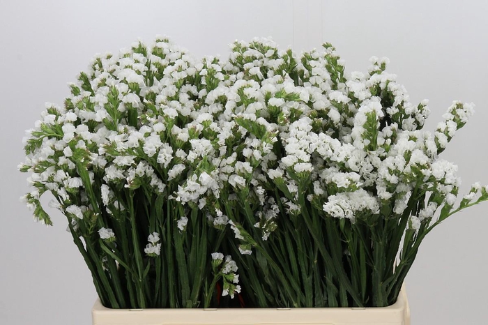 Limonium Sinuatum Glacier White