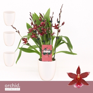 Barrocco Red, 5/6-spike Compact in Lotte White 'Orchid Collection'