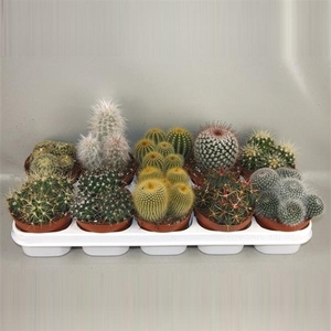 Cactus gemengd