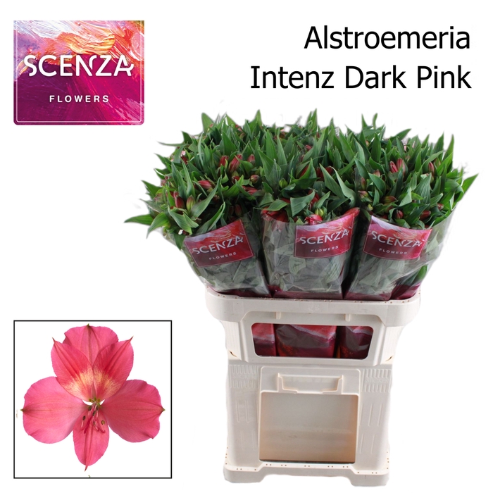 <h4>ALSTR INTENZ DARK PINK Scenza</h4>