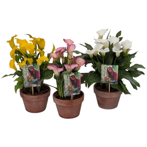 Zantedeschia Garden Dream Mix Lagen