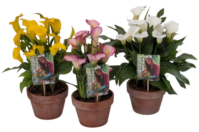 <h4>Zantedeschia Garden Dream Mix Lagen</h4>