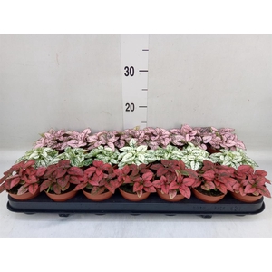 Hypoestes phyllo.   ...mix