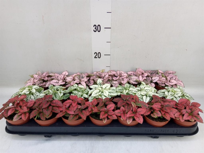 <h4>Hypoestes phyllo.   ...mix</h4>