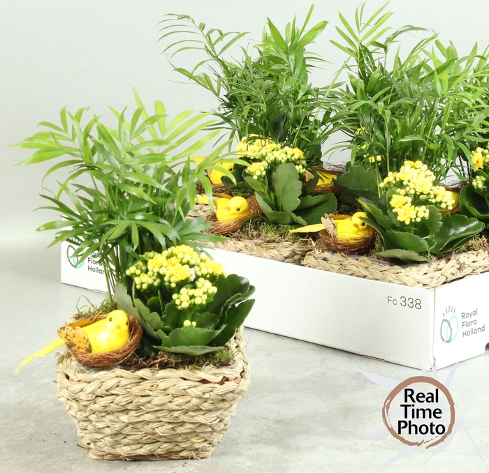 <h4>ARR KAMERPL</h4>