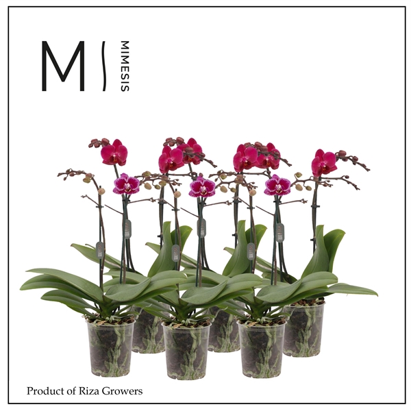 <h4>Mimesis Phal. Purple - 2 spike 9cm</h4>