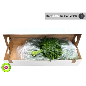 FATSIA JAPONICA BLAD