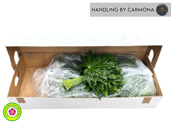 <h4>FATSIA JAPONICA BLAD</h4>