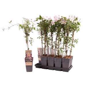 Clem Mo Fragrant Spr