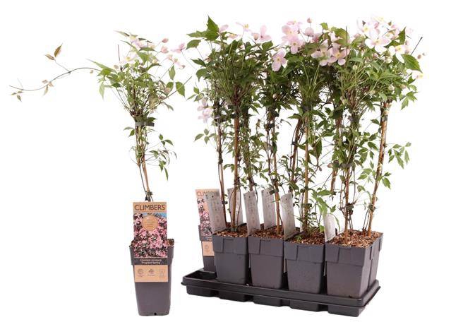 Clem Mo Fragrant Spr