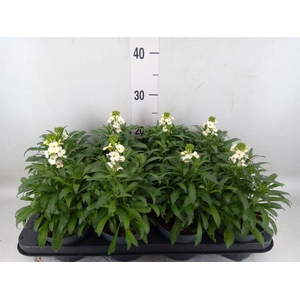 Erysimum  'Leya White'