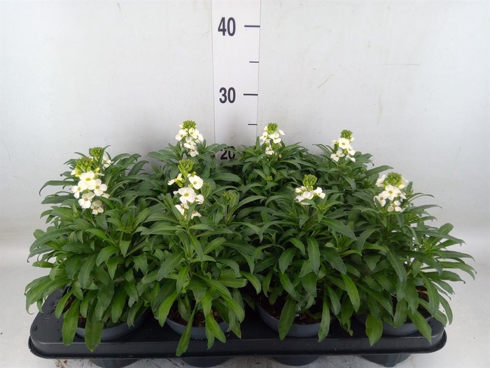 <h4>Erysimum  'Leya White'</h4>