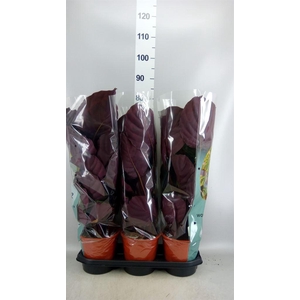 Calathea  'Medallion'