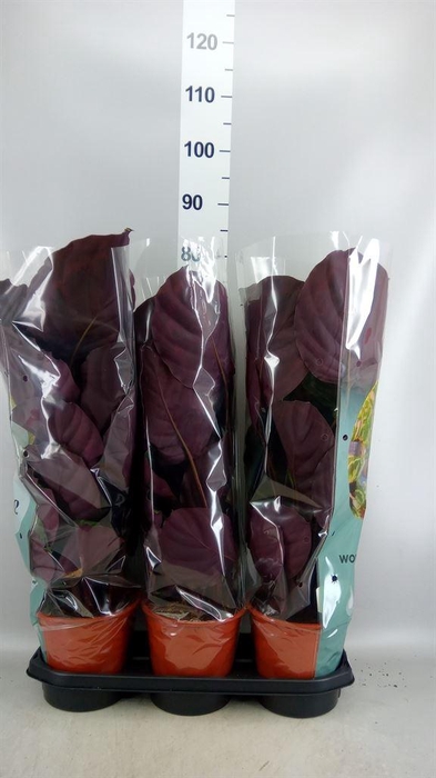 <h4>Calathea  'Medallion'</h4>