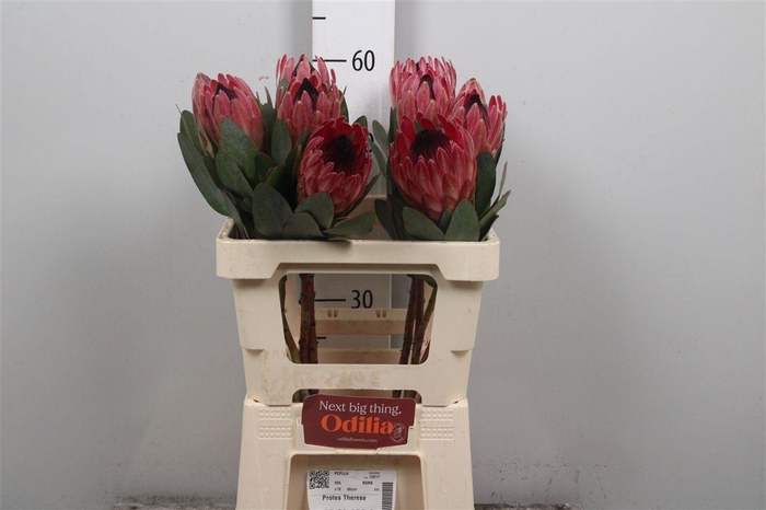 <h4>Protea Theresa</h4>