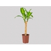 DRACENA MASSANGEANA P24