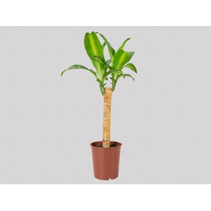 DRACENA MASSANGEANA P24