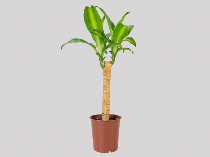 DRACENA MASSANGEANA P24