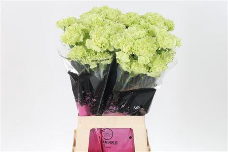 <h4>Di St Emerald</h4>