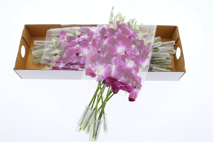 <h4>Dendro Galaxy Sx30</h4>