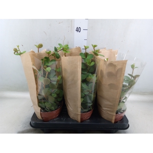 Peperomia tetraphylla 'Hope'