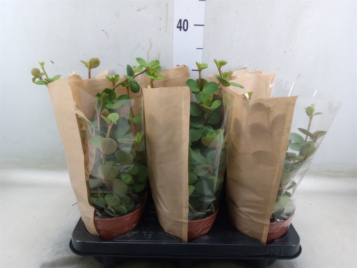 <h4>Peperomia tetraphylla 'Hope'</h4>