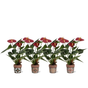 Anthurium 7 cm Diamond Red in Jakarta ceramics