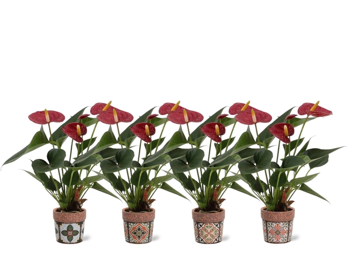 <h4>Anthurium 7 cm Diamond Red in Jakarta ceramics</h4>