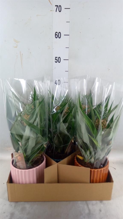 <h4>Ananas  'Mi Amigo'</h4>