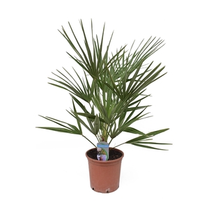 Chamaerops humilis P18