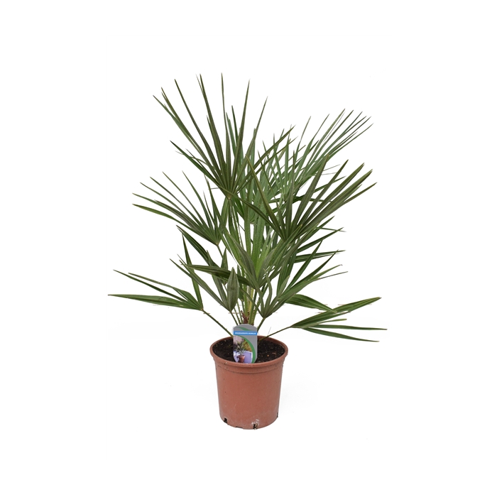 <h4>Chamaerops humilis P18</h4>