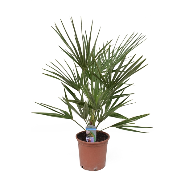 Chamaerops humilis P18