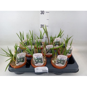 Fritillaria meleagris