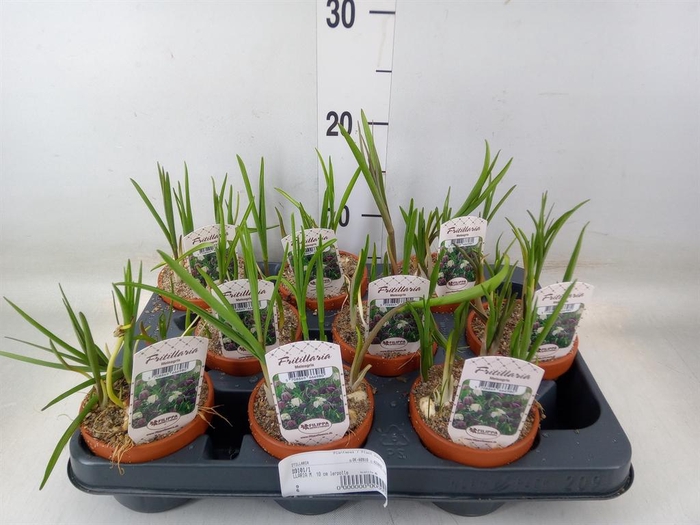<h4>Fritillaria meleagris</h4>