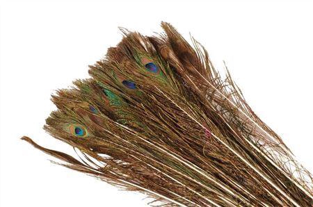 Feather Peacock Natural 80-90cm