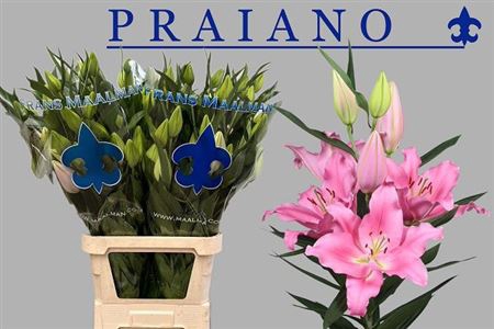 <h4>Li Or Praiano 6+</h4>