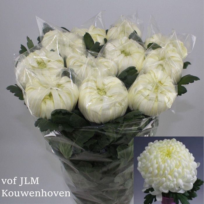 <h4>Chr g Vienna White</h4>