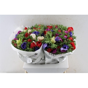 Anemone Mistral Mixed