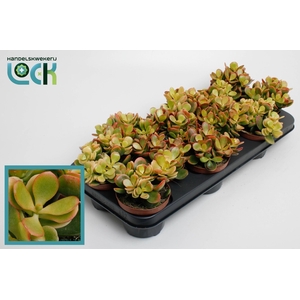 Crassula ovata 'Indian Summer'