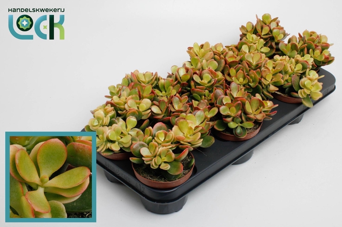 <h4>Crassula ovata 'Indian Summer'</h4>