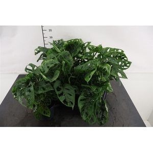 Monstera 12 Cm. P. Monkey Leaf
