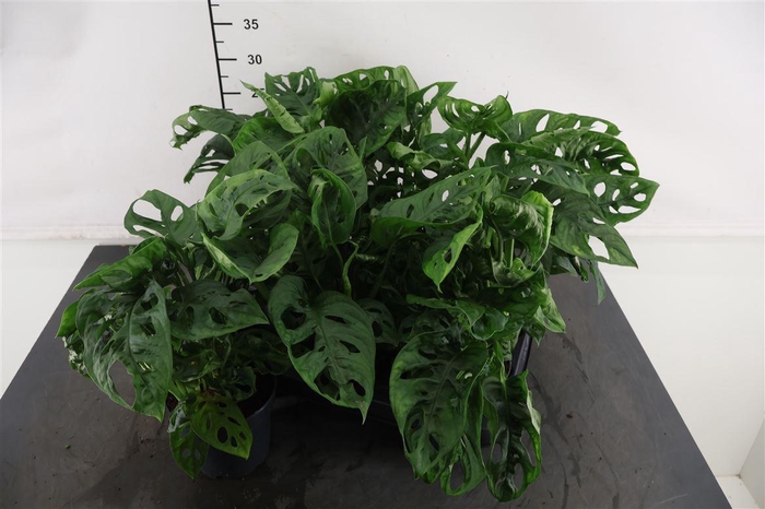 <h4>Monstera 12 Cm. P. Monkey Leaf</h4>