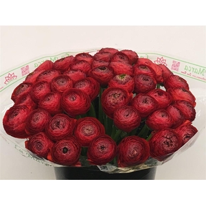 Ran Su Sr 302 Red Super