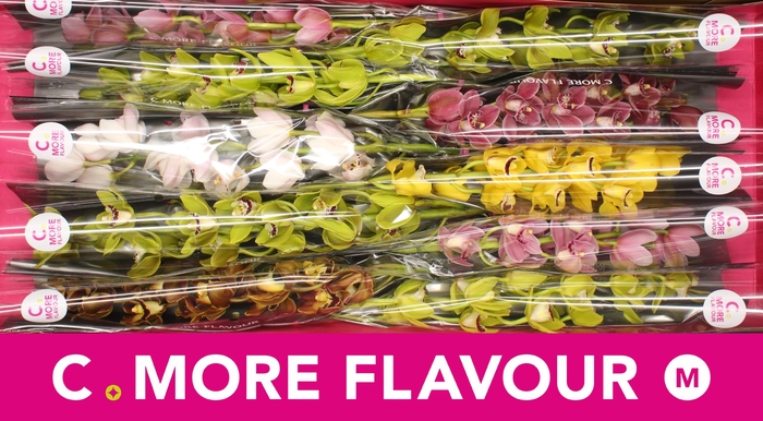 <h4>CYMB MI GEM</h4>