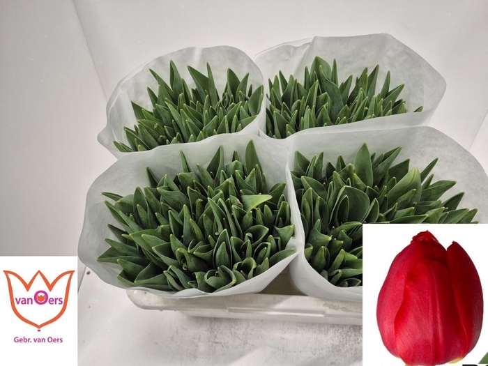 <h4>TU EN RED STONE</h4>