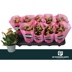 KAL GE PERFECTA PINK