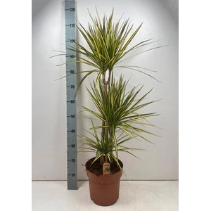 Dracaena marginata Sunray 24Ø 110cm 3pp